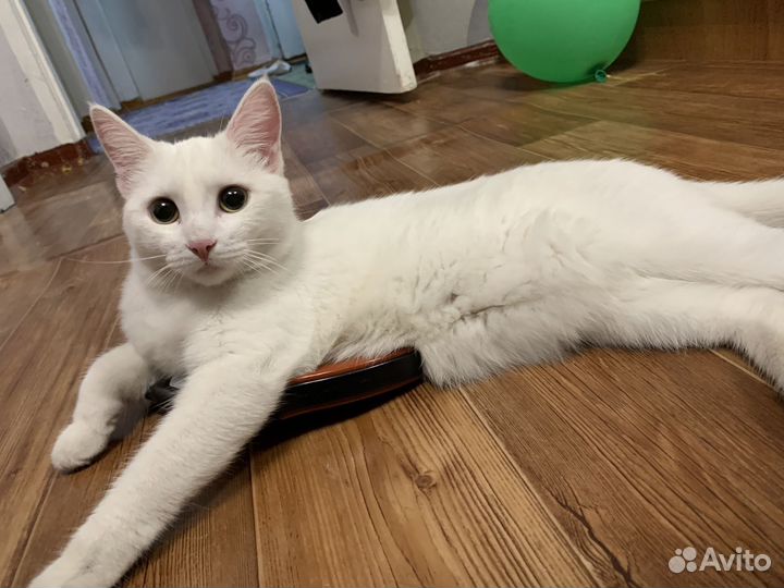 Кошку в добрые руки