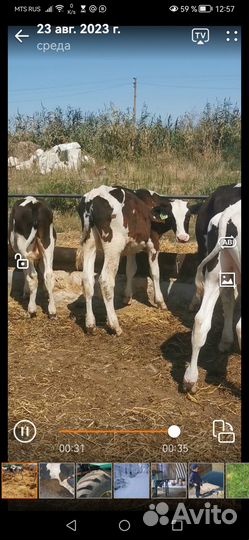 Телята бычки