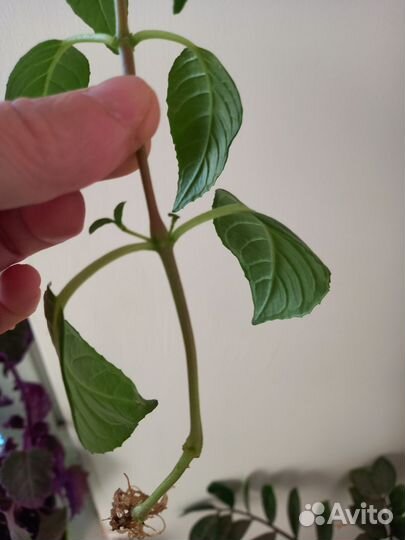 Комнатные цветы