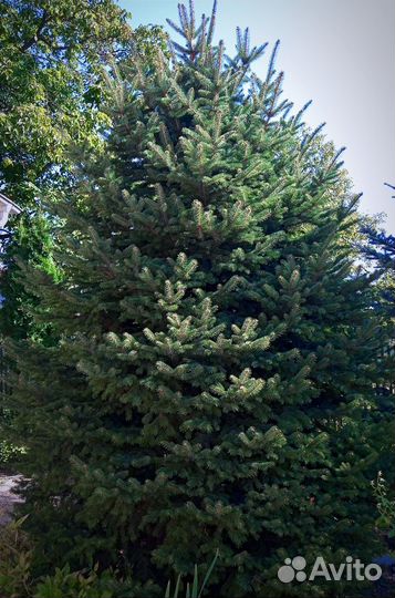 Саженцы Голубой Ели и Туи Колоновидной