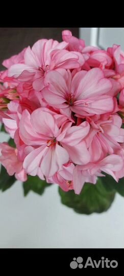 Пеларгония