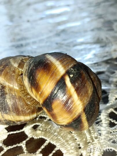 Улитки виноградные