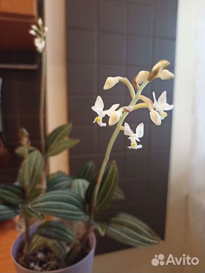 Орхидея Лудизия