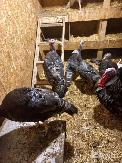 Предлагаю инкубационное яйцо индюшки