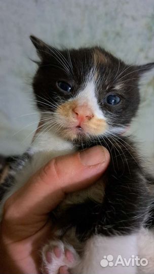 Кошки в добрые руки