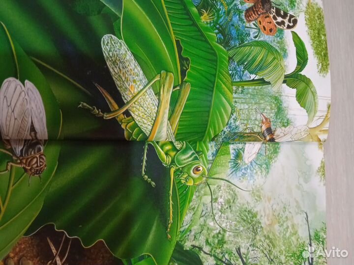 Энциклопедия для детей про насекомых