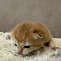 Шотландский вислоухий короткошёрстный котёнок