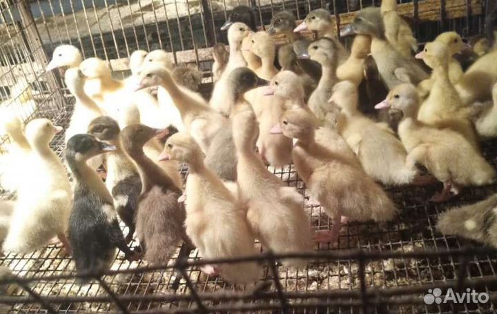 Подрощенные утята Фаворит и Башкирские