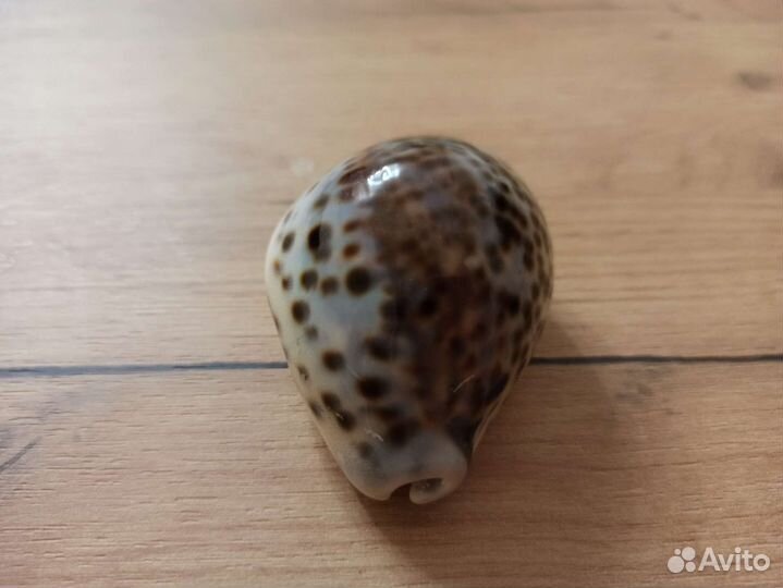 Морская раковина