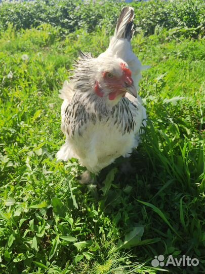 Курица Брама