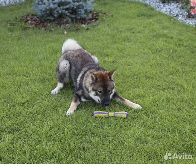 Сикоку (шикоку)