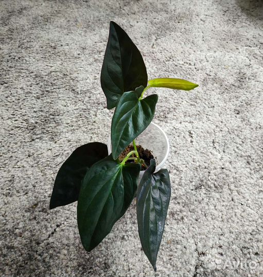 Сингониумы