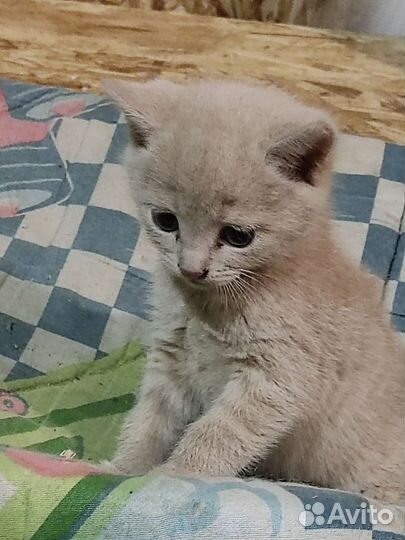 Кошки в добрые руки