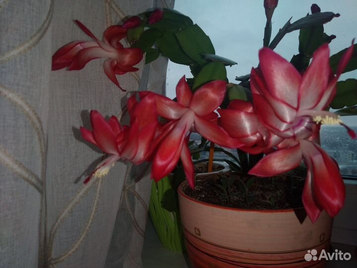 Цветок декабрист