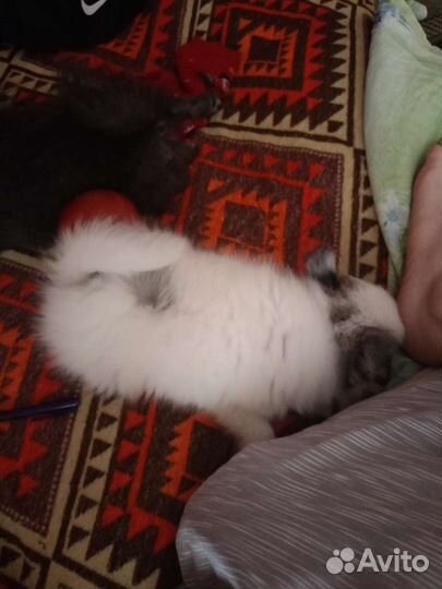 Щенки померанский