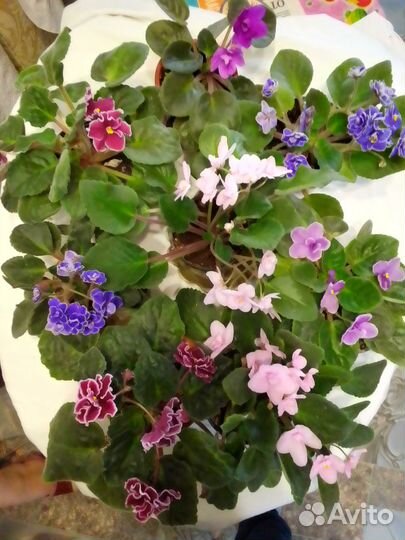 Комнатные растения