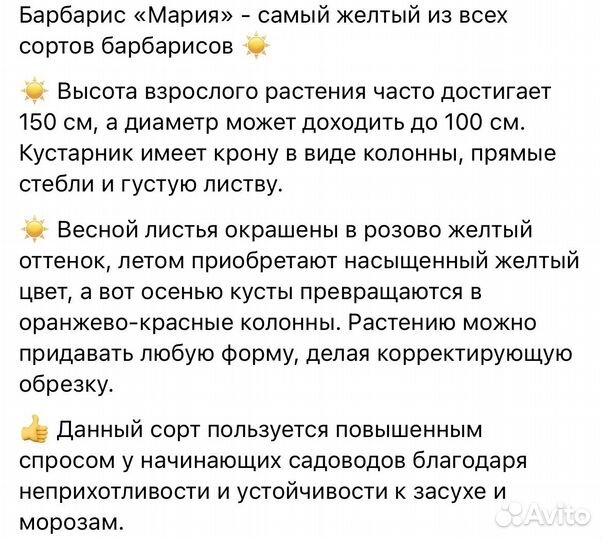 Барбарис Мария