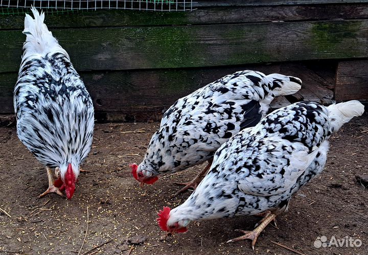 Инкубационное яйцо леггорн далматинец