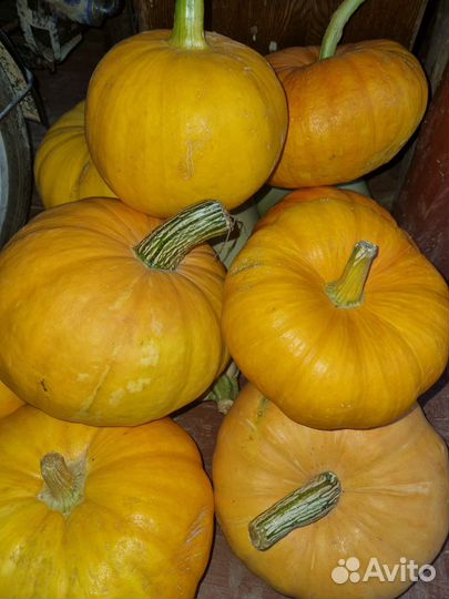 Продам Тыкву