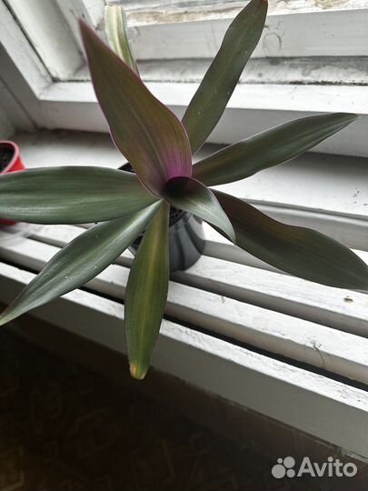 Традесканция рео