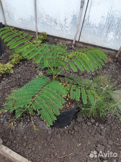 Делоникс Королевский