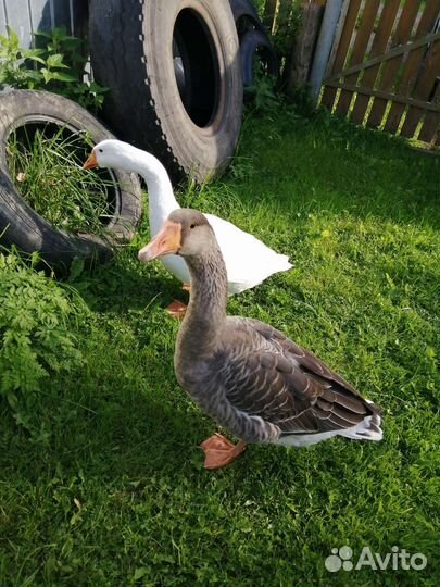Гусь и гусыня