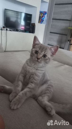 Котёнок британец