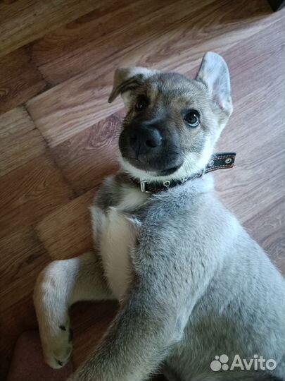 Щенок в добрые руки бесплатно мальчик