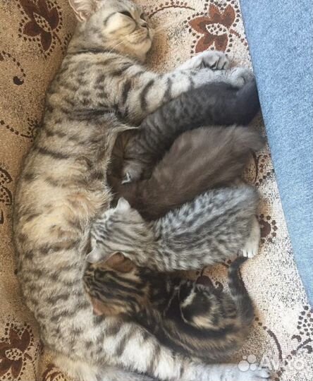 Вязка кот шотландец вислоухий