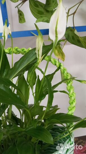 Спатифиллум и антуриум