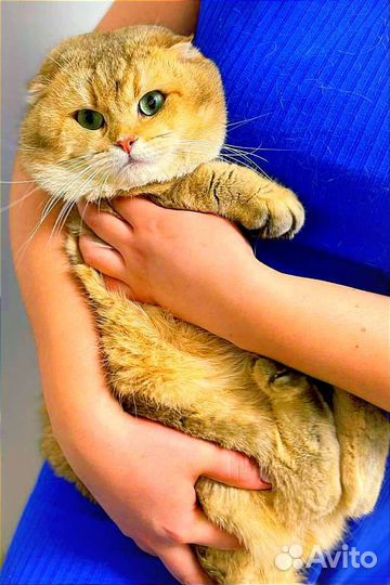 Кот золотая шиншилла на вязку. Чемпион WCF