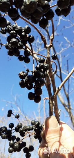 Амурский бархат