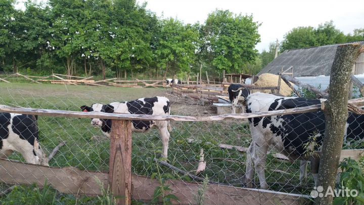 Продам мясо говядина