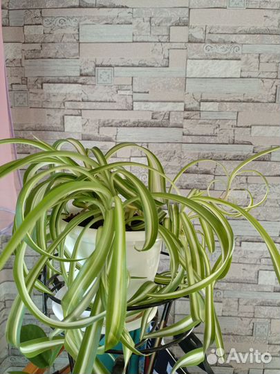 Хлорофитум кудрявый