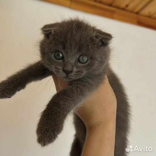 Британские котята