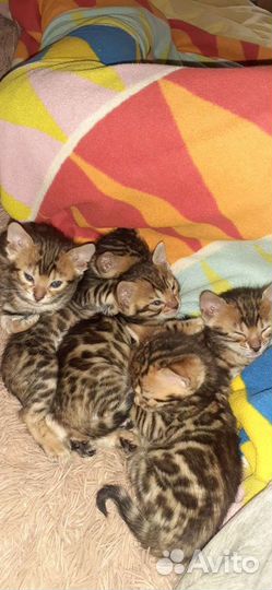 Бенгальские котята