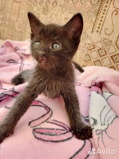 Отдам котенка в добрые руки