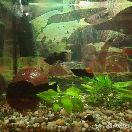 Аквариум с тумбой бу