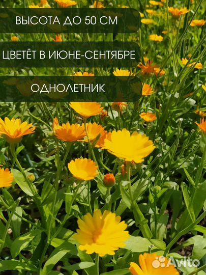 Календула лекарственная, семена