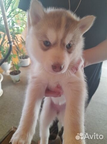 Щенки сибирской хаски