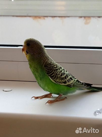 Волнистый попугай