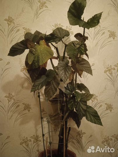 Бегония и Монстера