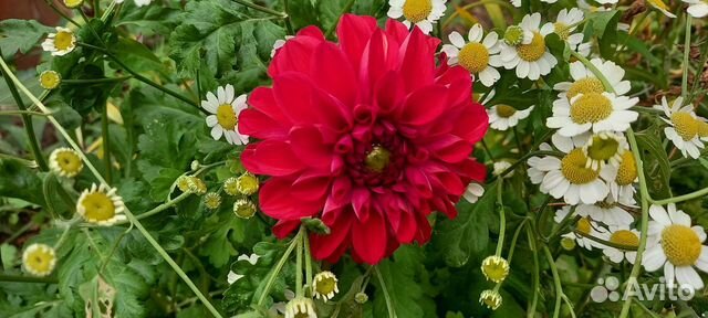 Георгины клубни