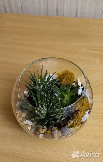 Флорариум с суккулентами в вазе-шаре