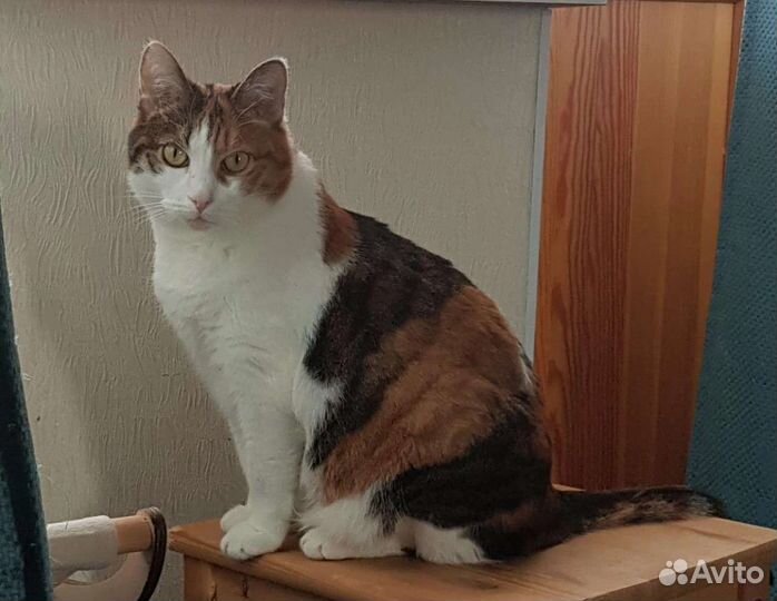 Выберите кошечку из Приюта, отдадим в добрые руки