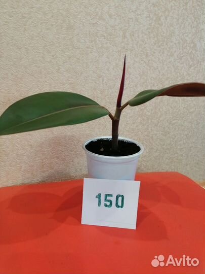 Комнатные растения