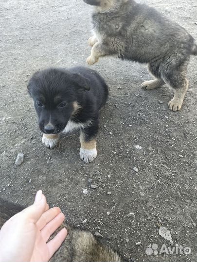 Щенки 2 месяца