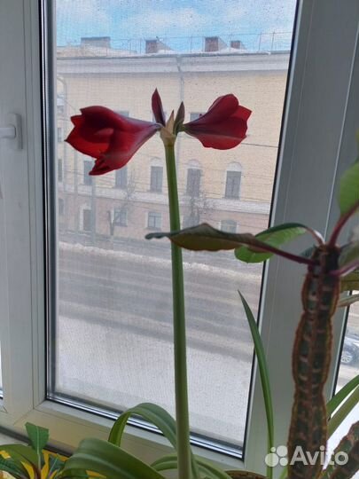 Гиппеаструм сортовой