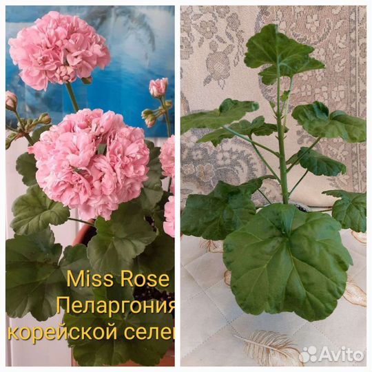 Пеларгония герань сортовая, более 10 сортов