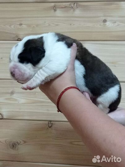 Щенки сенбернара